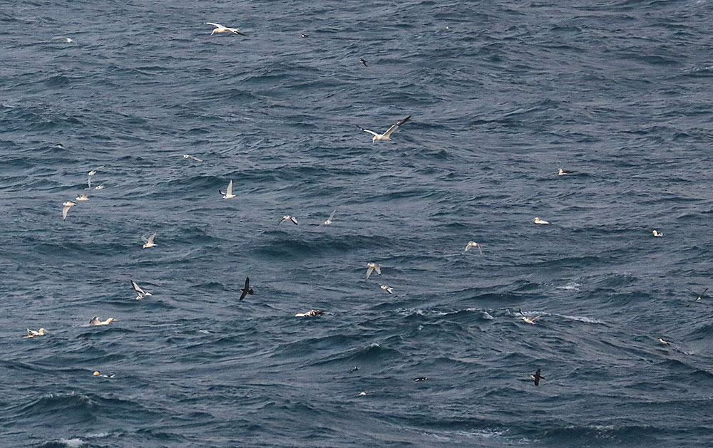 St Ives Bay seabirds